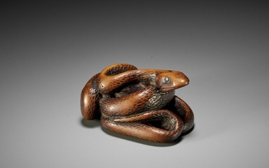 A LARGE AND POWERFUL WOOD NETSUKE OF A COILED SNAKE