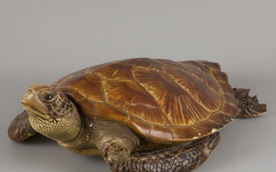 A taxidermia hawksbill sea turtle (Eretmochelys imbricata), 1st half 20th century.