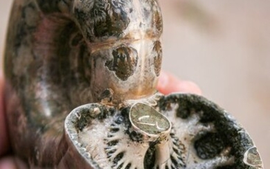 Amazing Ammonite with internal septal sutures exposed - Complete - Argonauticeras besairei - 10×8×5 cm
