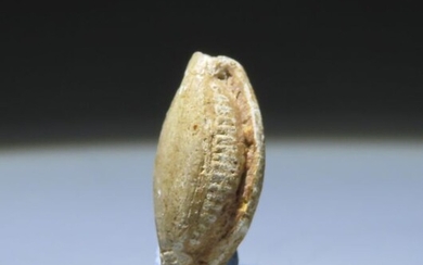 Ancient Egyptian Steatite Hyksos Period. Amulet of a Scaraboid. 14 mm L.