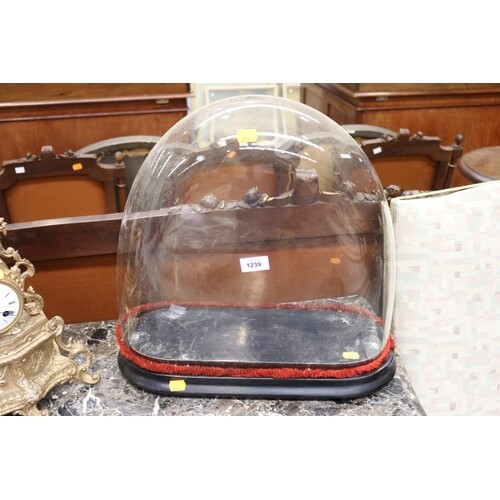 Antique French ebonised base glass dome, approx 45cm H x 43c...
