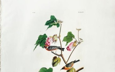 Audubon Aquatint, Bay-breasted Warbler