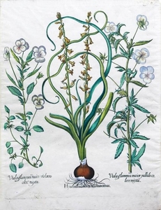 Besler Engraving, Hyacinth