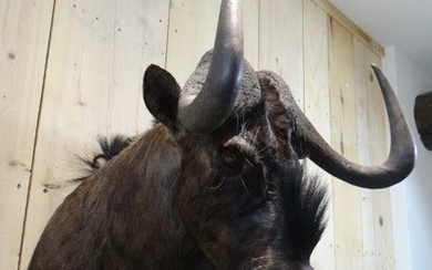 Black Wildebeest Head mount - Connochaetes gnou - 50×65×70 cm