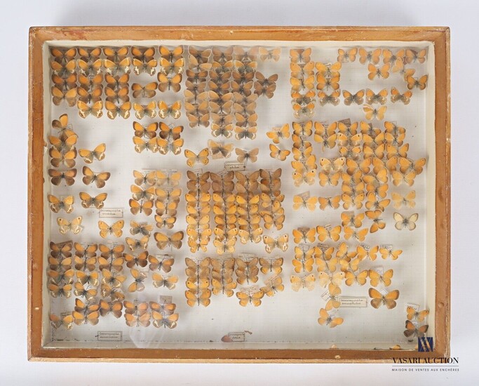 Bote entomologique contenant deux cents dix... - Lot 39 - Vasari Auction