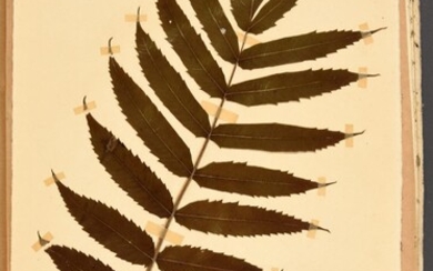 Herbarium of Jules Janlet.