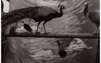 Keith Carter (American, 1948) Two Peacocks, 1988