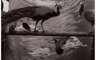Keith Carter (b. 1948), Two Peacocks (1988)