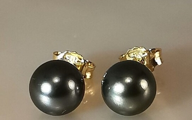 LOW RESERVE PRICE - 18 kt. Tahitian pearls, Yellow gold, Ø 7,5x8 mm beautiful natural Peacock - Earrings