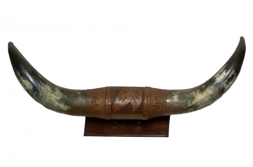 Large Rare Bull Horns Trophy Display