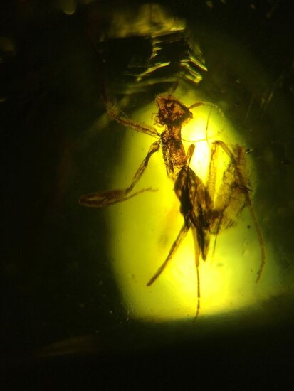 Mantis in Amber of Chiapas - Con insetto in predazione