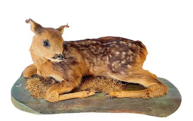 Taxidermy: A Fallow Deer Fawn (Dama dama), circa late 20th...