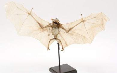 Taxidermy Specimen of a Fruit Bat
