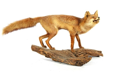 Taxidermy stuffed fox, whole