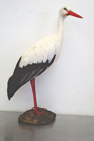White stork - Ciconia ciconia - 86×36×60 cm