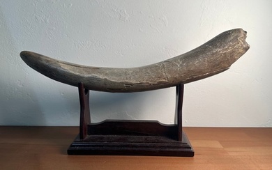 Woolly Mammoth - Fossilised tusk - Mammuthus primigenius - 36 cm - 5.5 cm