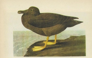 c1946 Audubon Print, #407 American Sooty Albatross