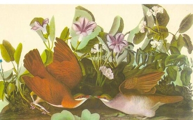 c1950 Audubon Print, Key West Quail-Dove
