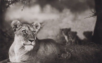NICK BRANDT (NÉ EN 1964), Lioness with Cubs Under Tree, 2004