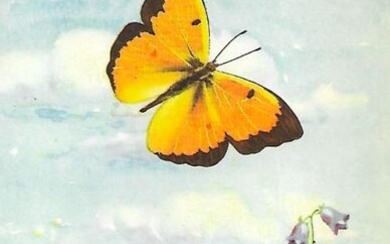1920's Orange Sulphur Butterfly Color Lithograph Print