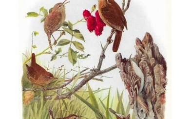 1936 Pearson Birds, #109 Wrens