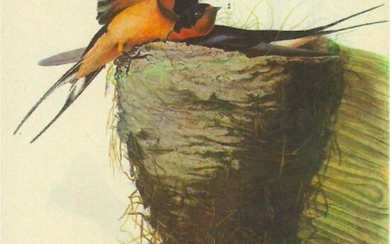 1946 Audubon Print, #173 Barn Swallow