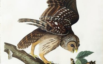 Audubon Aquatint Barred Owl