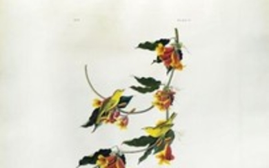 Audubon Aquatint Engraving, Rathbone's Warbler, Plate