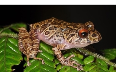 COLOMBIAN FROG Taxon: Frog | Genus: Pristimantis This rare...