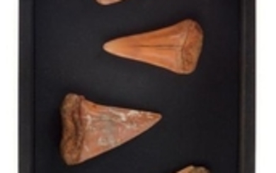 Dents de requin Isurus, Miocène, France - ventes...