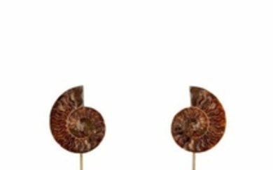 Deux ammonites soclées Cleoniceras sp Albian,...