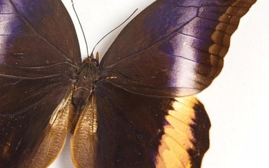 9" x 7" Framed Male Yellow-Edged Giant Owl Butterfly - Caligo Arteus