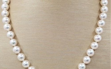 9x9.5mm Akoya Pearls - Necklace