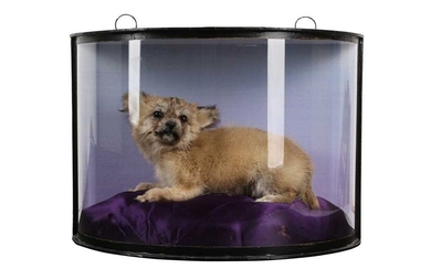 A TAXIDERMY PUPPY IN DISPLAY CASE