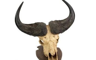 African Cape Buffalo Skull European Taxidermy Mount