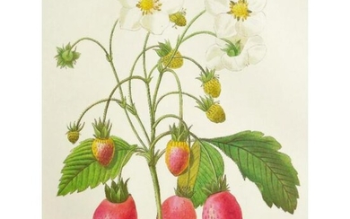 After Pierre-Jospeh Redoute, Floral Print, #39 Fraisier