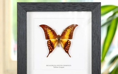 Amber Yellow Gorgon Butterfly in Black Wooden Box Frame