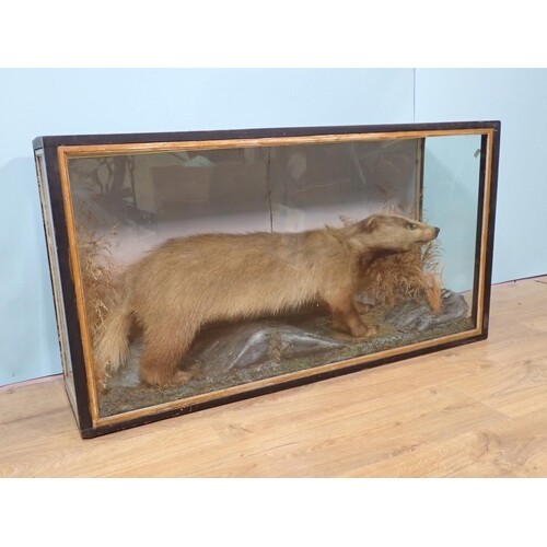 An antique ebonised and glazed taxidermy Case displaying a m...