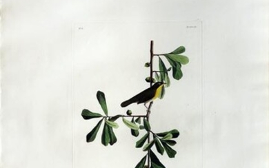 Audubon Aquatint, Roscoes Yellow Throat