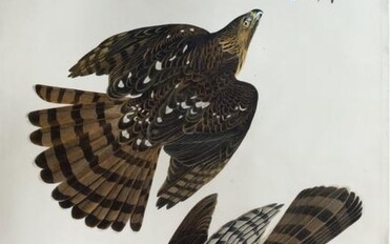 Audubon Aquatint, Stanley Hawk