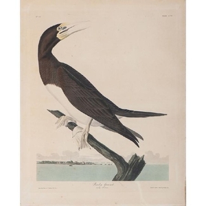 Audubon Hand-Colored Engraving, Booby Gannet, Havell