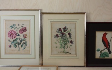 BOTANIQUE - 4 gravures en couleurs. Erythrea pulchella, ornithologie, akleia /rose trémière (Maria Sibylla Merian)...