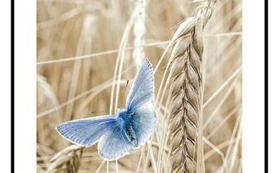 Blue Butterfly In The Barley Field Poster