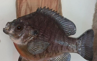 Blue Gill mount on wood