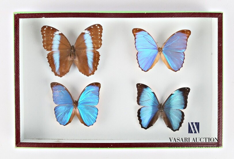 Boite entomologique contenant quatre Morpho... - Lot 4 - Vasari Auction