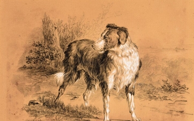 Border collie. Ca. 1850 Drawing, black chalk, heightened with white, 20 x 25,5 cm, brown...