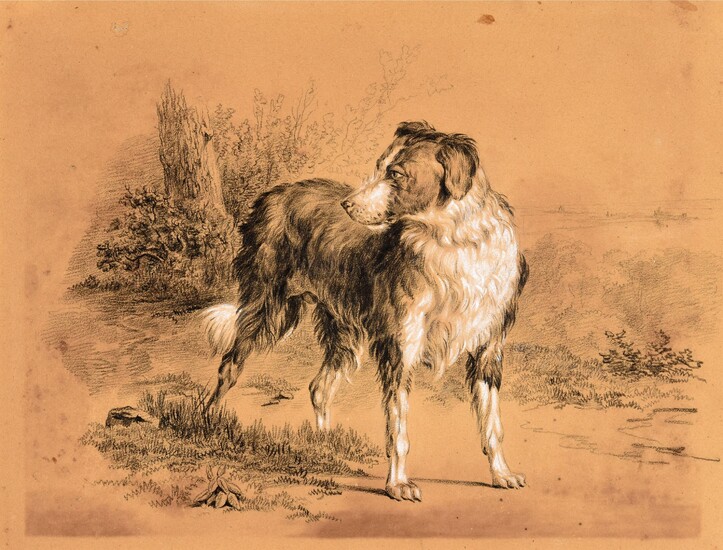 Border collie. Ca. 1850 Drawing, black chalk, heightened with white, 20 x 25,5 cm, brown...