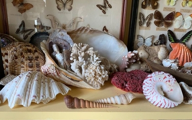 Important lot of shells, corals, sea urchins, sponges...