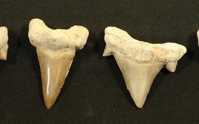 Lot de 4 dents de requin Lamna.L:5cm - Lot 4 - FEE - Stanislas Machoïr