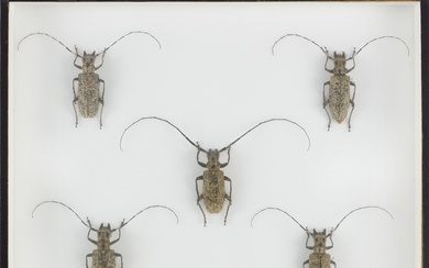 Un lot réunissant deux boîtes à insectes composé de : Phasmidae (6 mâles, 5 femelles)...